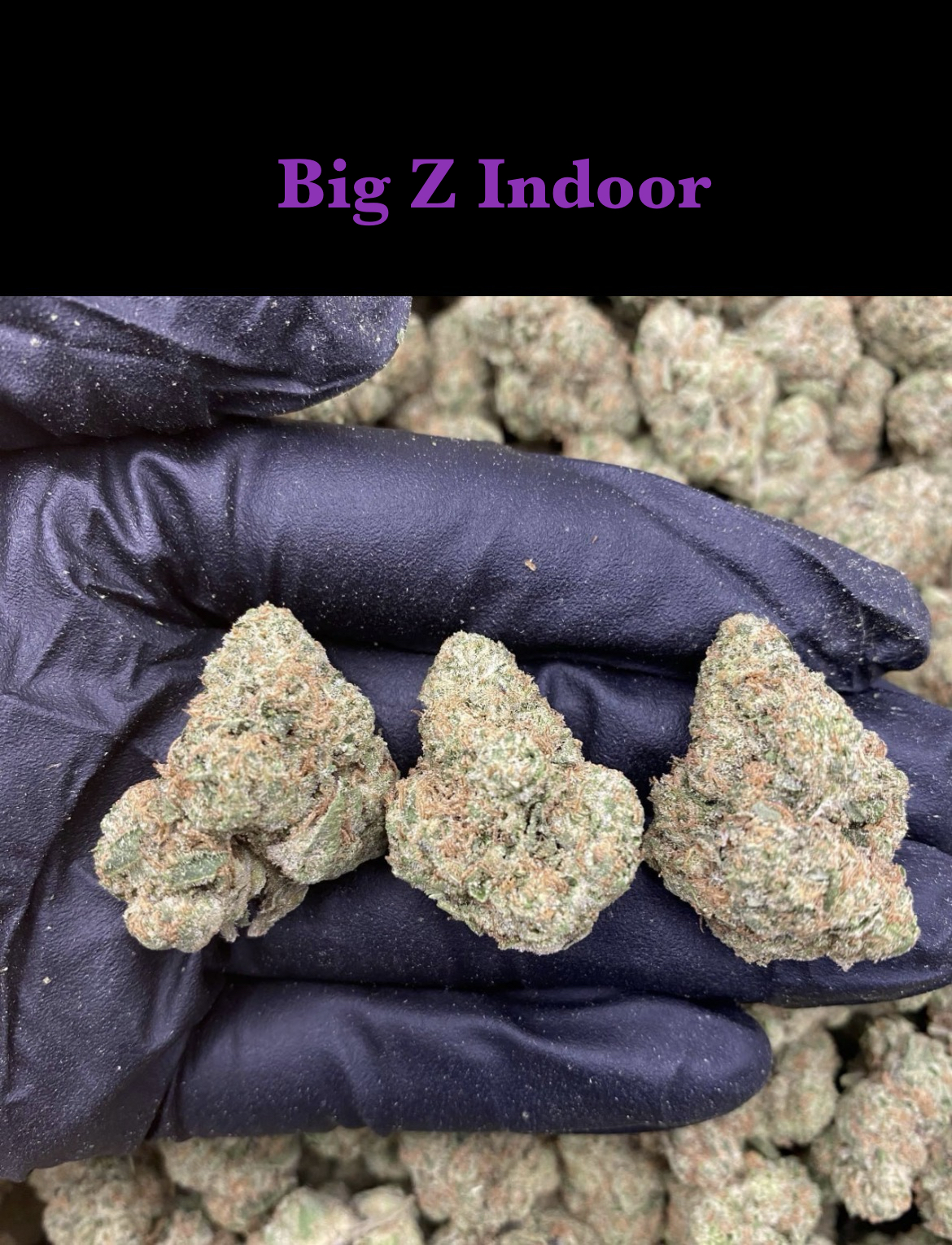 Big Z Indoor