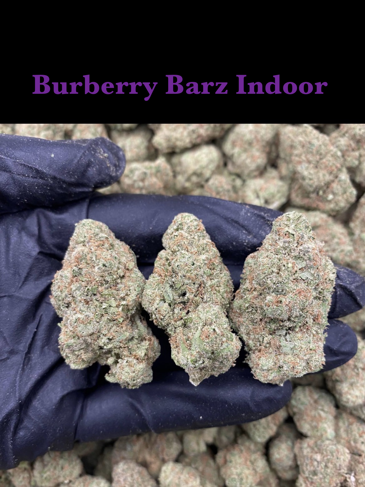 Burberry Barz Indoor