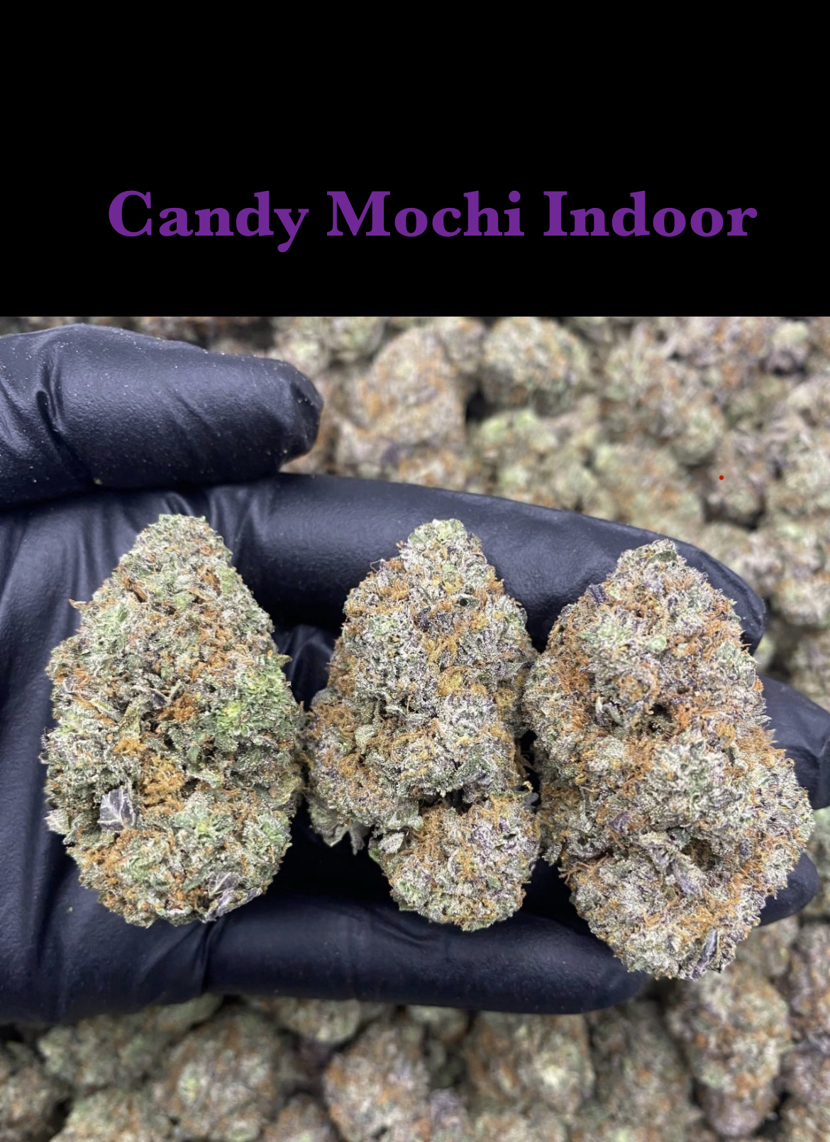 Candy Mochi Indoor