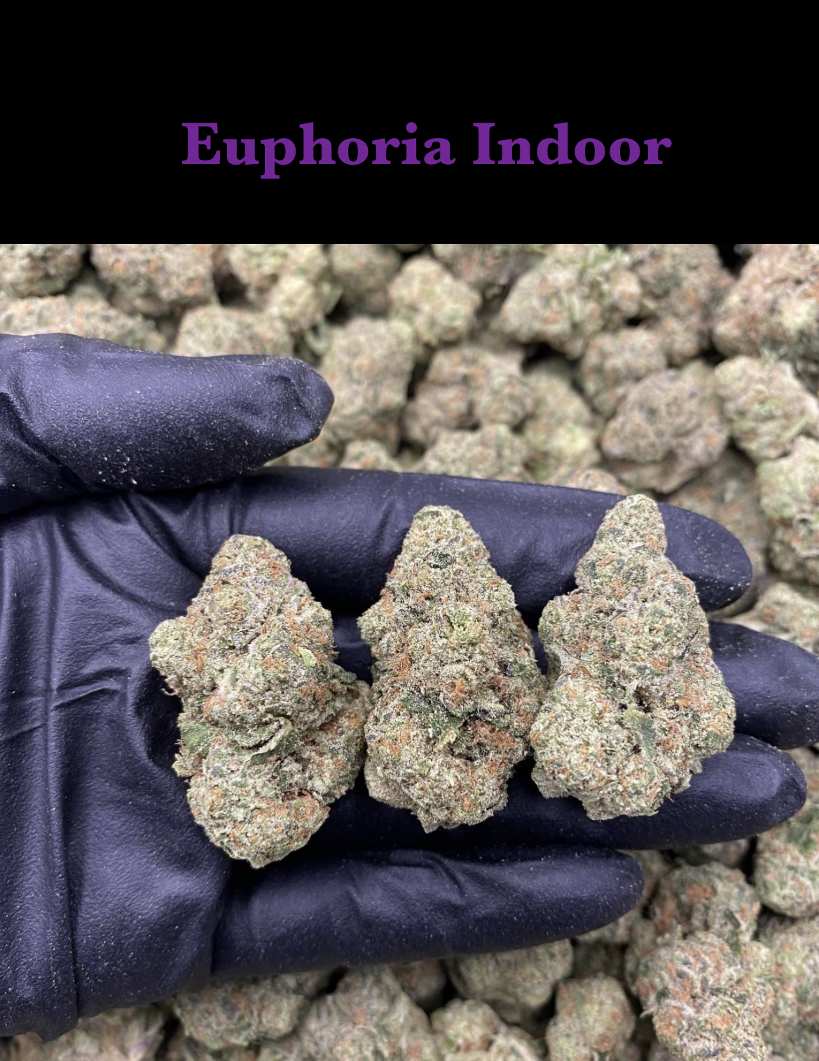 Euphoria Indoor