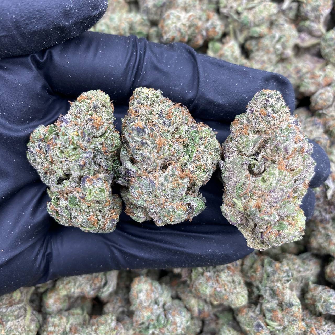 Atomic Frost Indoor
