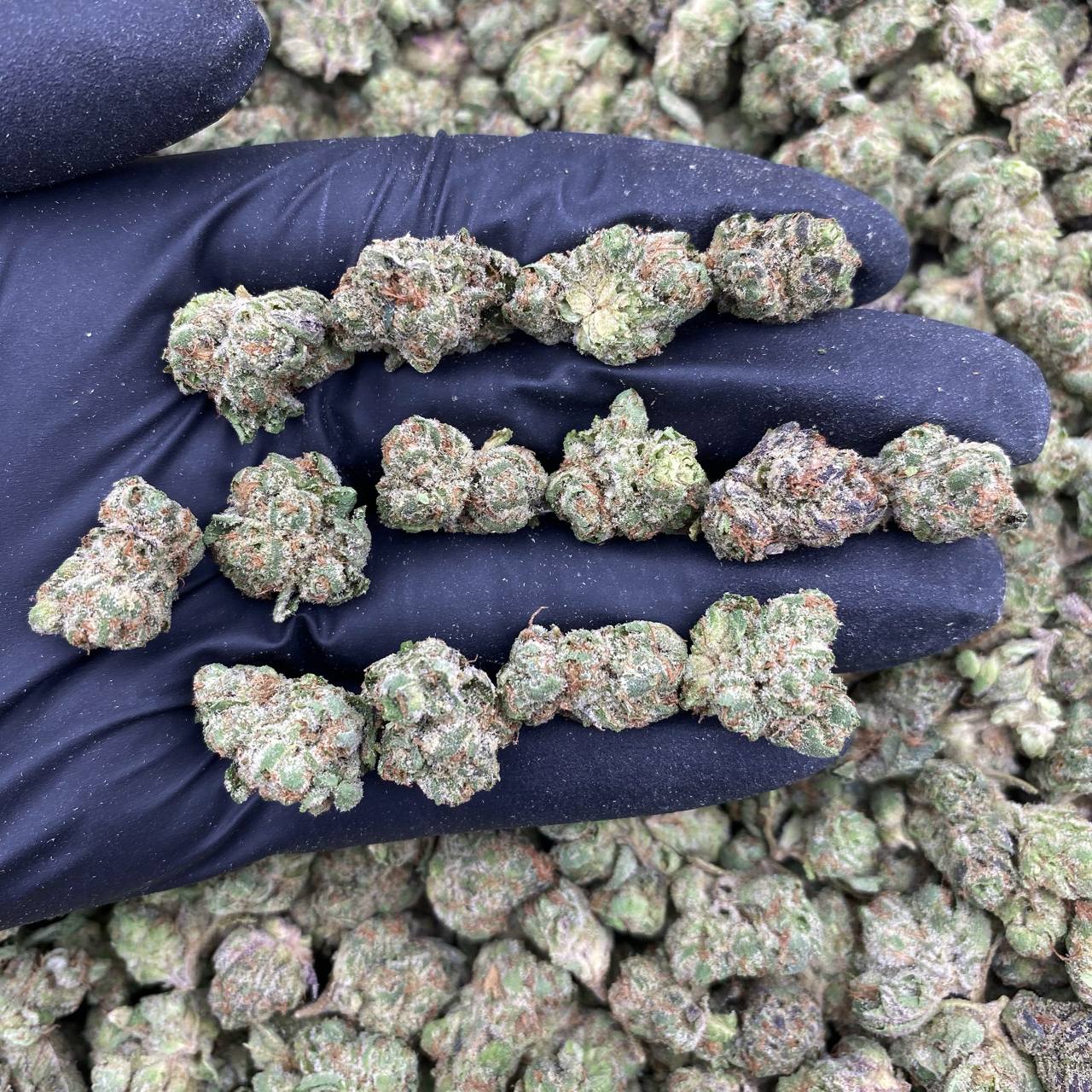 Space Candy Indoor