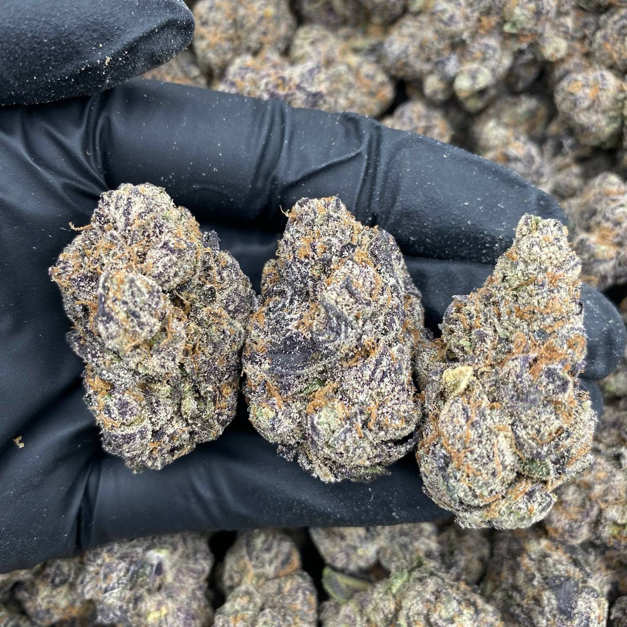 Phantom OG Indoor