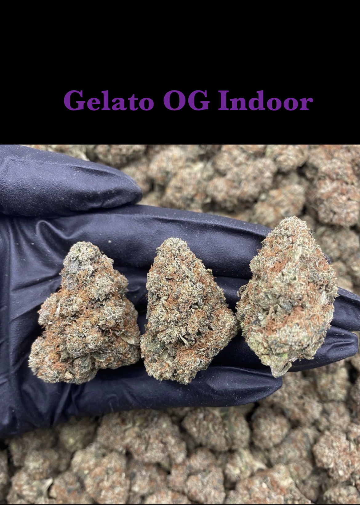 Gelato OG Indoor