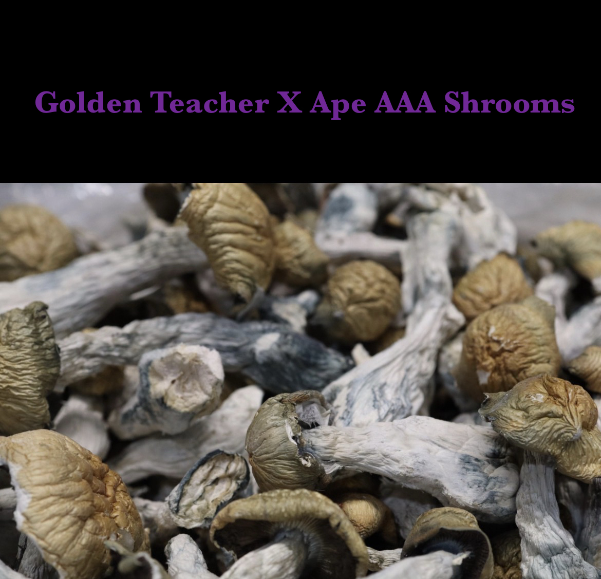 Golden Teacher X Ape AAA