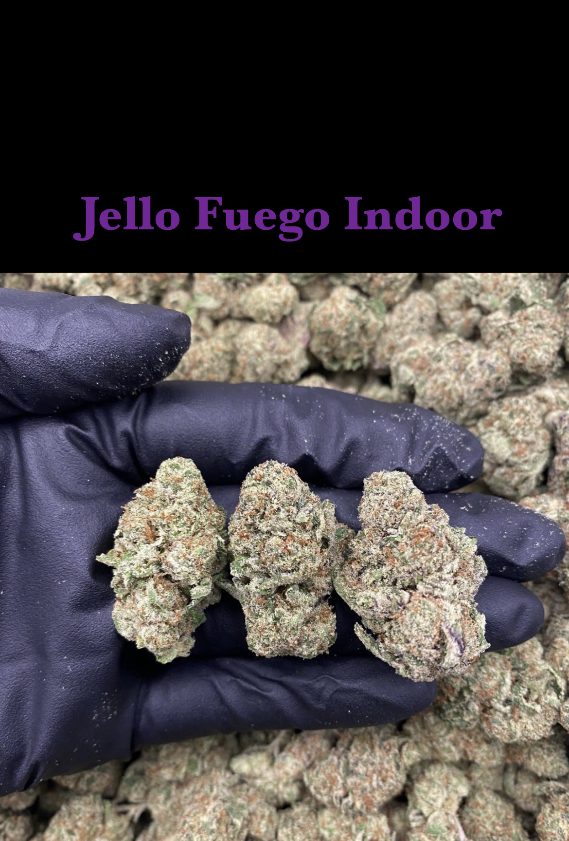 Jello Fuego Indoor