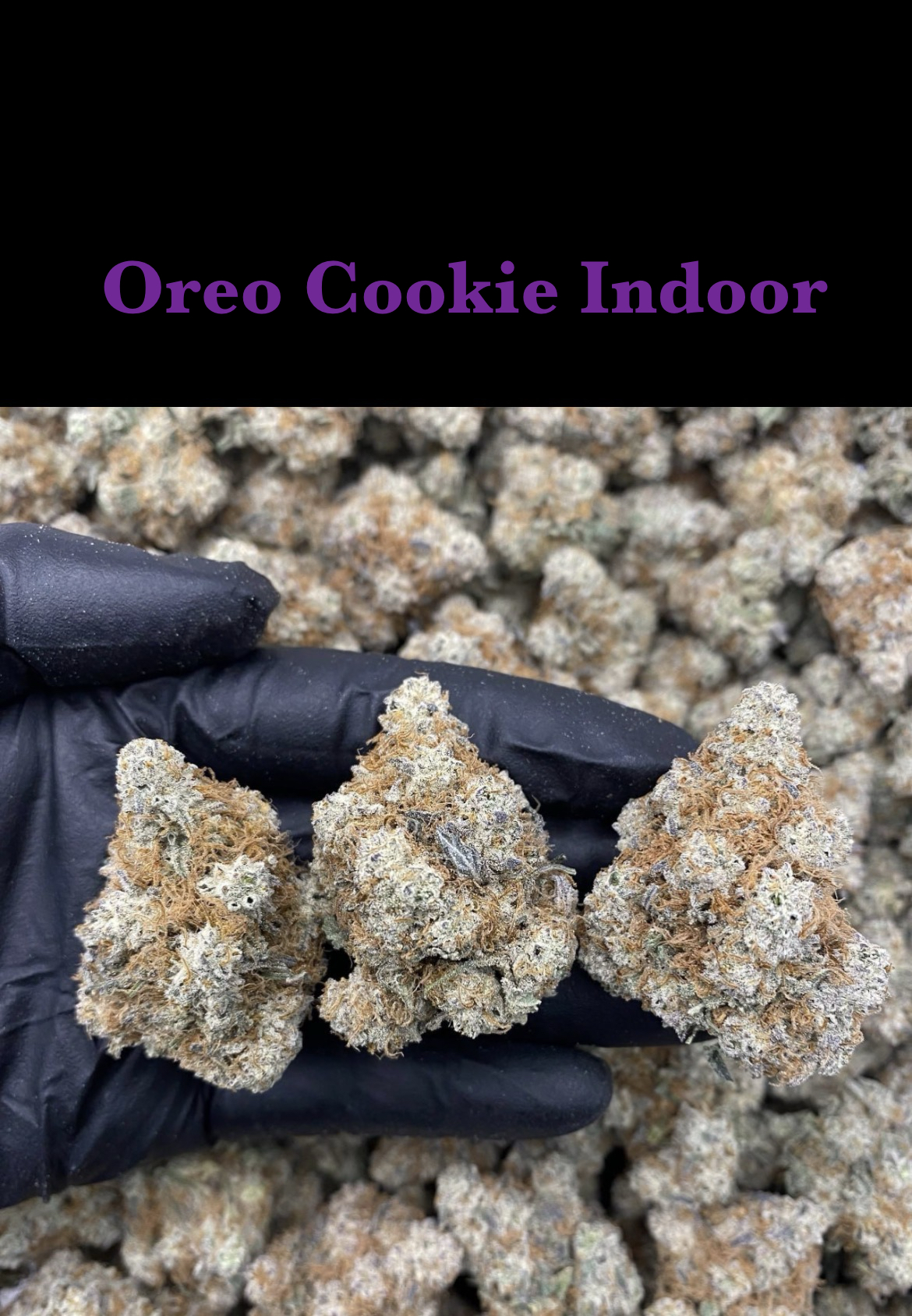 Oreo Cookie Indoor