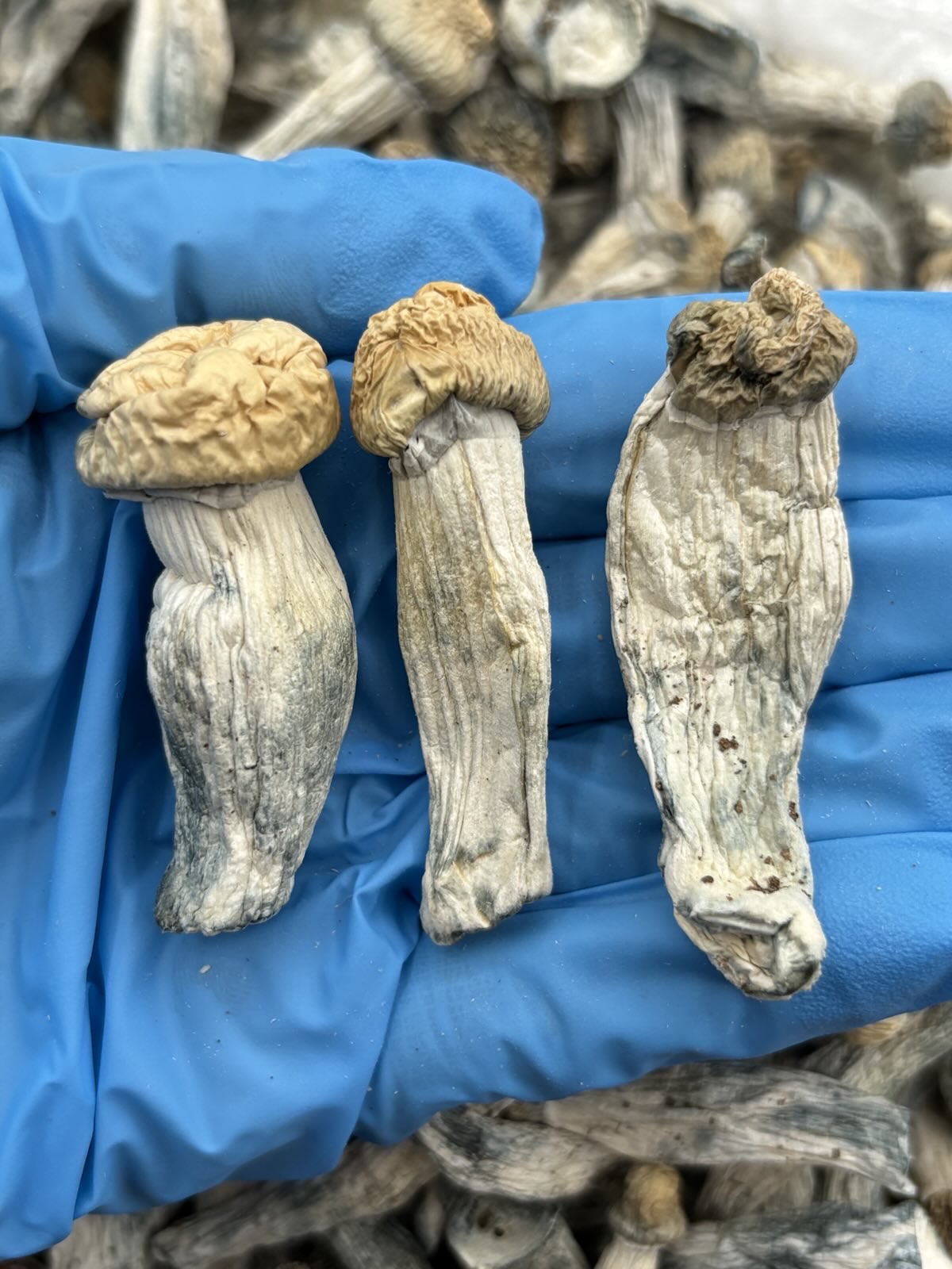 Penis Envy