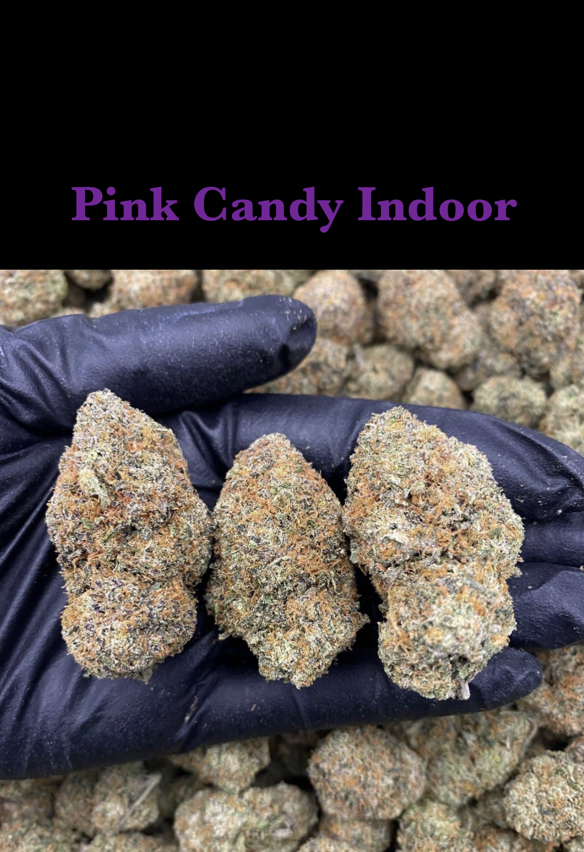 Pink Candy Indoor