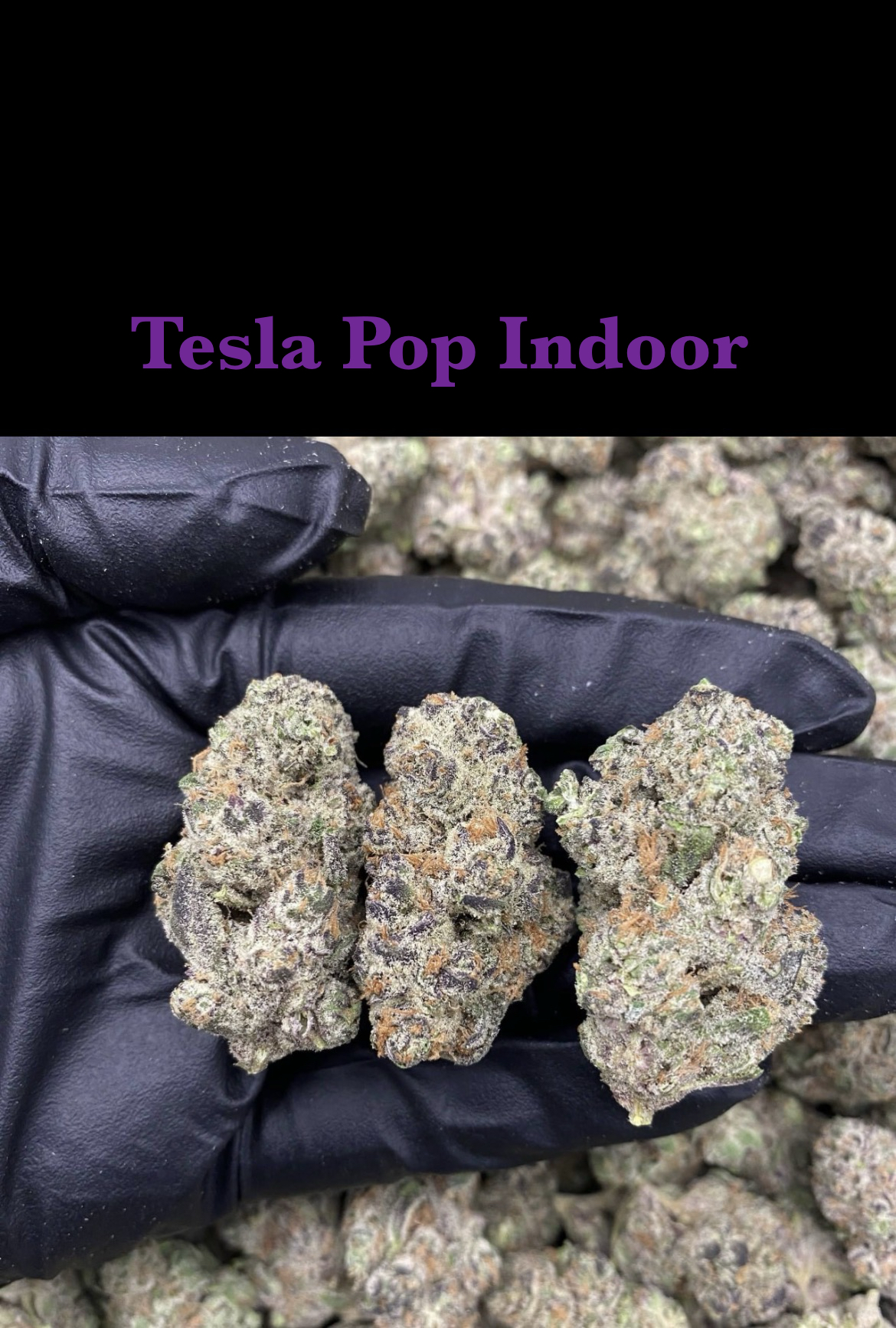 Tesla Pop Indoor