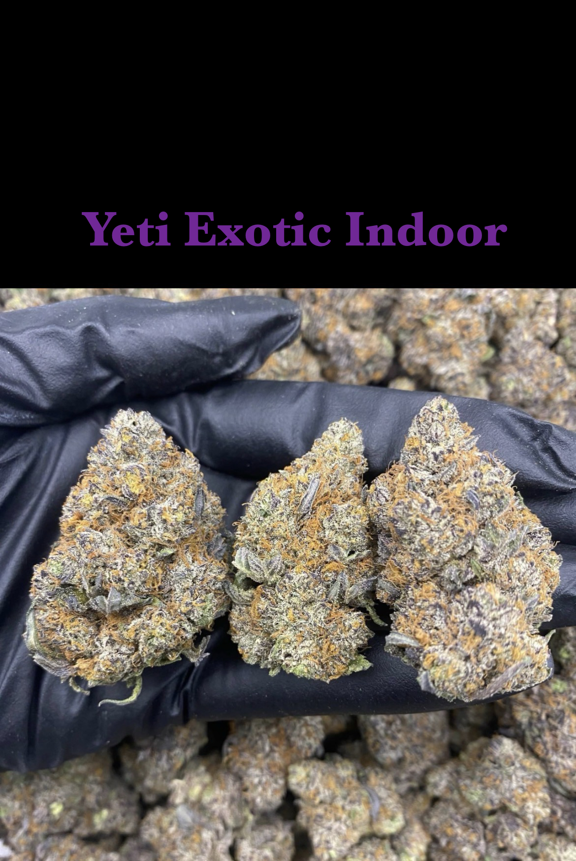 Yeti Exotic Indoor